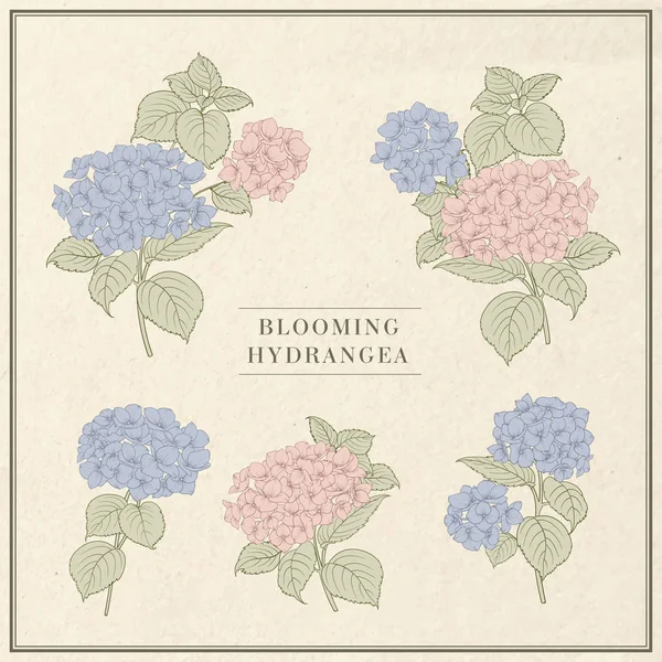 Szépia retro kontúrja Hortenzia a bézs háttér. Mop fej Hortenzia virág gyűjtemény. A virágzó virágok szép halmaza. — Stock Vector