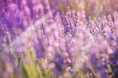 Provence, Fransa 'da menekşe lavanta tarlasında gün batımı