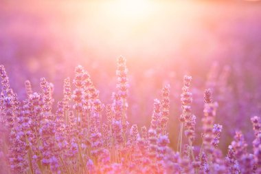 Gün batımında lavanta çalıları kapanır. Mor lavanta çiçeklerinin üzerinde gün batımı ışıldıyor. Fransa 'nın Kaynak Bölgesi