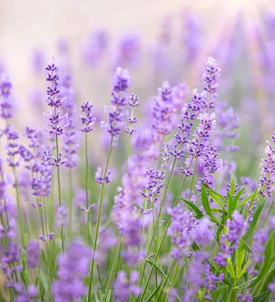 Bella immagine di campo di lavanda primo piano. Campo di fiori di lavanda, immagine per sfondo naturale . — Foto Stock