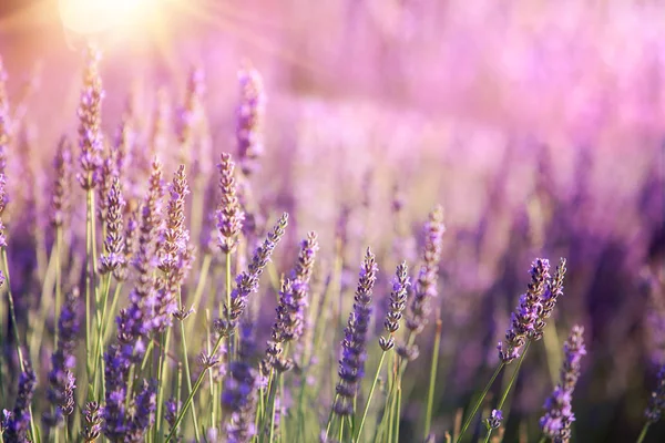 Lavendel struiken close-up bij zonsondergang. Zonsondergang glans over paarse bloemen van lavendel. Provence-regio van Frankrijk — Stockfoto