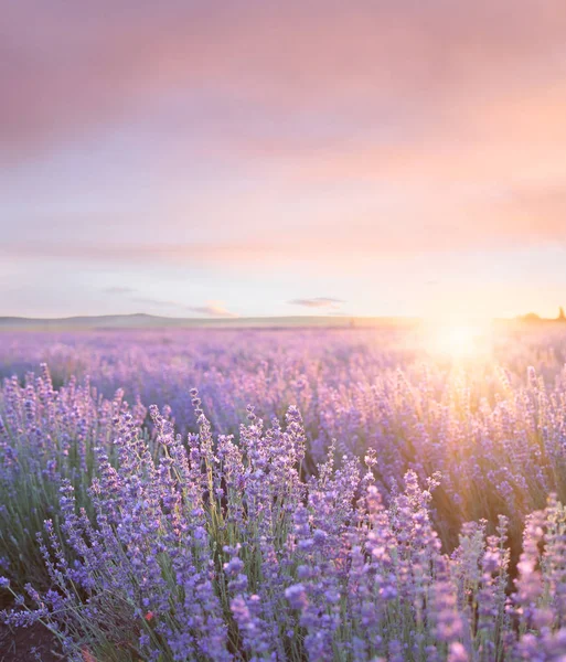 Avondrood over een zomer Lavendel veld. Zonsondergang over een veld violet lavendel in de Provence, Frankrijk — Stockfoto