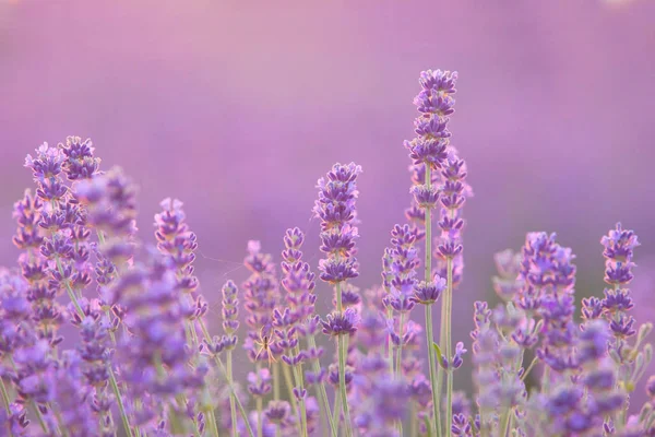 Cespugli di lavanda primo piano al tramonto. Tramonto splende su fiori viola di lavanda. Regione Provenza di Francia — Foto Stock