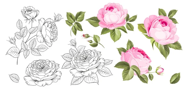 Colección Rose Bud. Elementos de rosas aisladas sobre fondo blanco. Ramo de rosas. Hermoso conjunto de flores . — Vector de stock