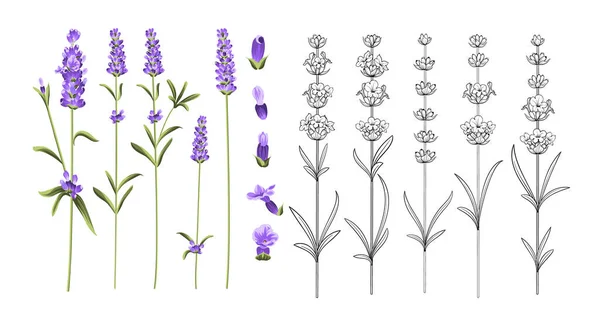 ラベンダーの花要素のセット. — ストックベクタ