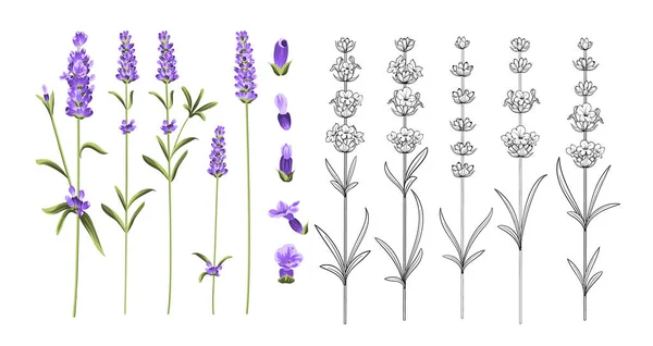 Conjunto de flores de lavanda elementos. — Vector de stock