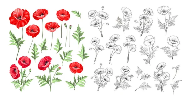 Hand drawn style set of white poppy, botanical illustration of flowers isolated on a white background. White poppies collection. — Stock Vector