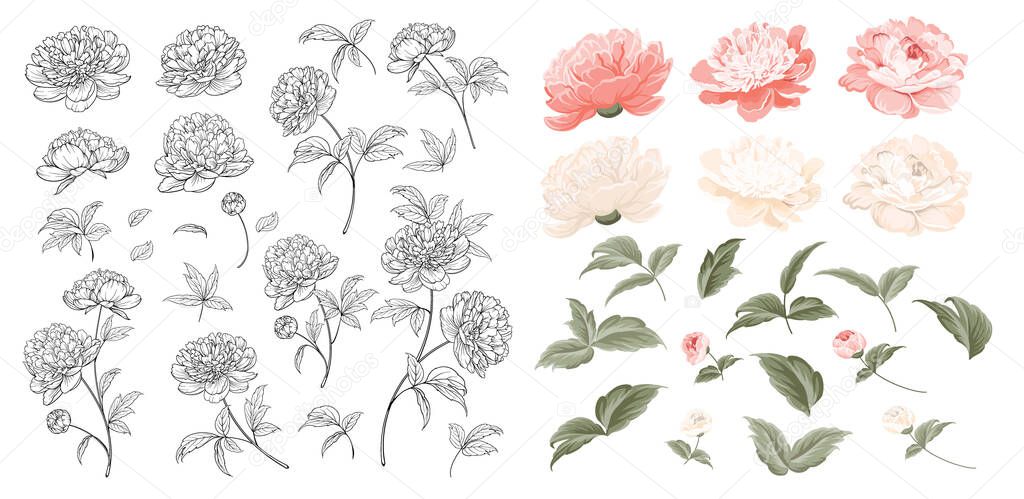 Set of Peonies flowers elements. Collection of peony isolated on white background. Beautiful set of flowers.