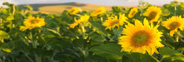 A Napraforgómező panorámás zászlója. — Stock Fotó