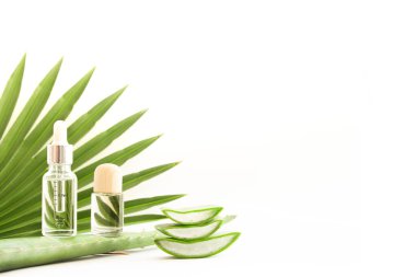 Beyaz arka planda taze aloe vera yaprakları. Doğal kozmetik ürünleri için kesilmiş aloe vera yaprağı