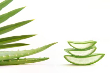 Beyaz arka planda taze aloe vera yaprakları. Doğal kozmetik ürünleri için kesilmiş aloe vera yaprağı