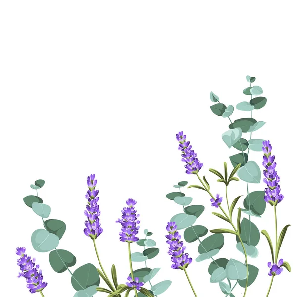 Eukaliptusz és levendula elemek design sablon. Egyszerű kialakítás keretes virágokkal. Gyógynövényvektor-keret — Stock Vector
