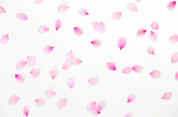 Muster von Kirschblütenblättern. — Stockfoto