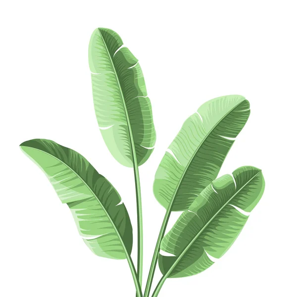Bananblad på en vit bakgrund. Isolerade tropiska grenar — Stock vektor