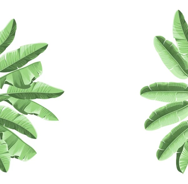 Cadre tropical d'été avec des feuilles de banane. Fond avec branches d'eucalyptus Illustration vectorielle — Image vectorielle