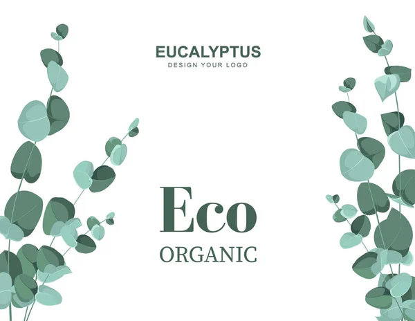 Eucalyptus branches on a white background. Design for your logo or project — Stock Vector