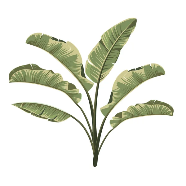 Set of tropical botanical foliage plants green palm banana. — Stock Vector