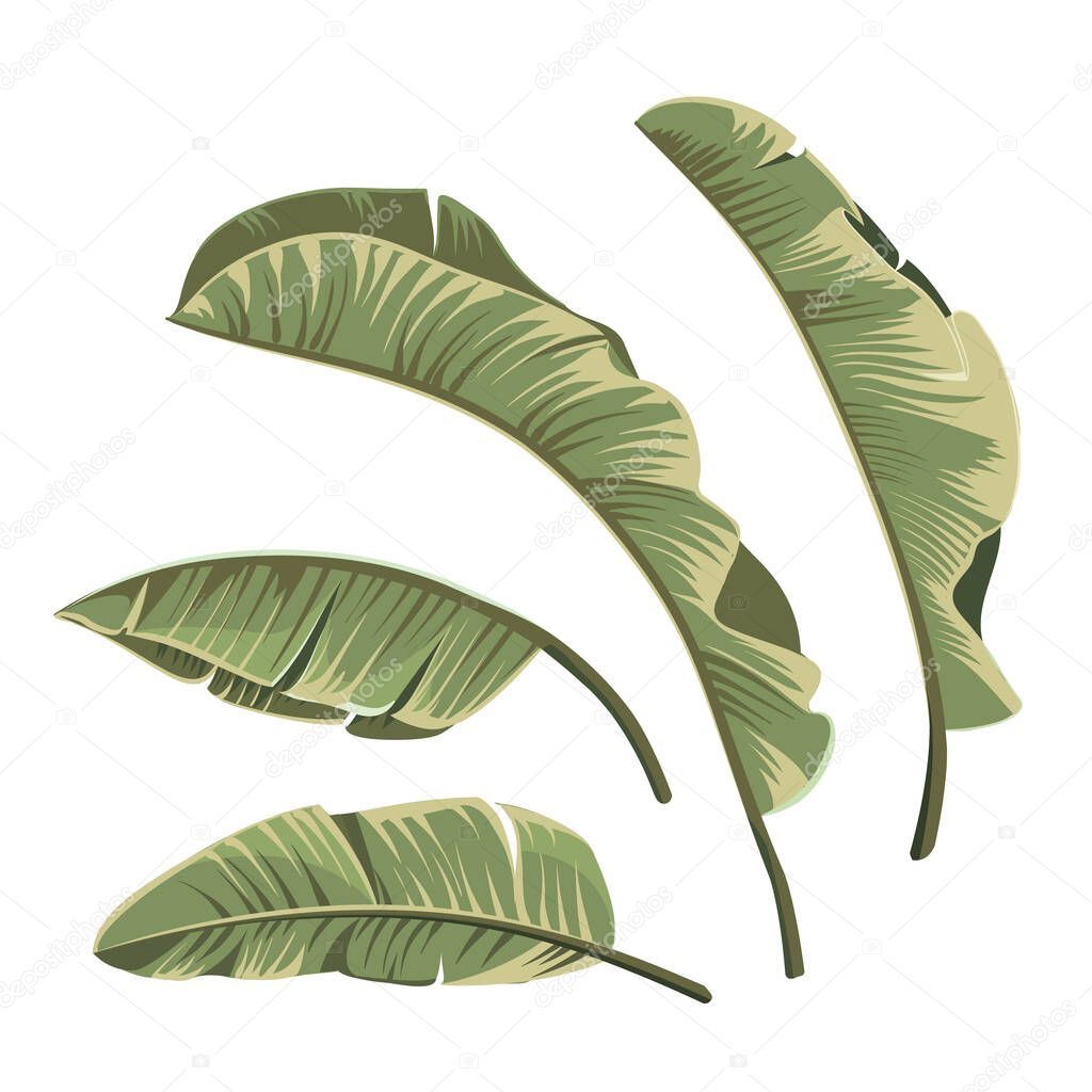 Set of tropical botanical foliage plants green palm banana.