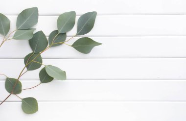 Okaliptüs dallarının yeşil yaprakları ahşap bir arka planda.