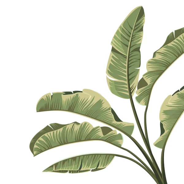 Tropical botanical foliage plants green palm banana. — Stock Vector