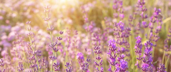 Arbustos de lavanda closeup. — Fotografia de Stock