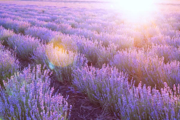 Blühendes violettes Lavendelfeld am Himmel bei Sonnenuntergang. — Stockfoto