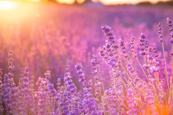 Blühendes violettes Lavendelfeld am Himmel bei Sonnenuntergang. — Stockfoto