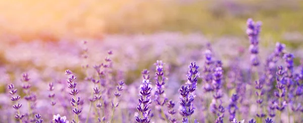 Hermosa imagen de lavanda — Foto de Stock