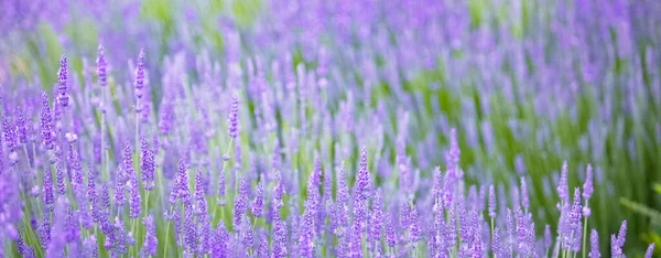 Imagem bonita do campo de lavanda. — Fotografia de Stock