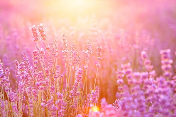 Blühendes violettes Lavendelfeld am Himmel bei Sonnenuntergang. — Stockfoto