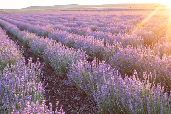 Bloeiende violette lavendel veld op zonsondergang hemel. — Stockfoto