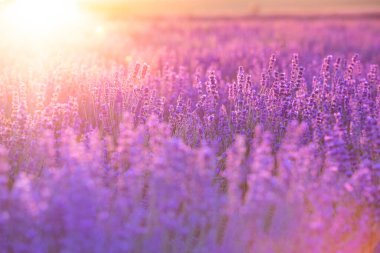 Gün batımında açan mor lavanta tarlası.