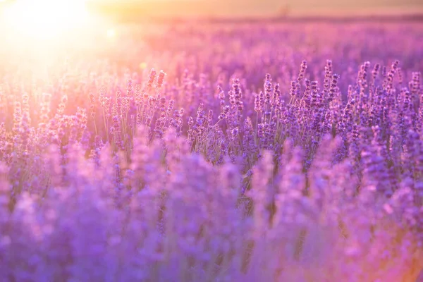 Champ de lavande violet en fleurs sur le ciel couchant. — Photo