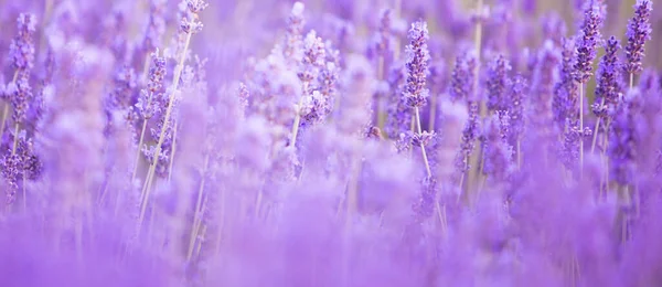 Pôr do sol de Panorama sobre um campo de lavanda. — Fotografia de Stock