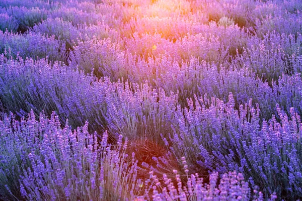 Blühendes violettes Lavendelfeld am Himmel bei Sonnenuntergang. — Stockfoto