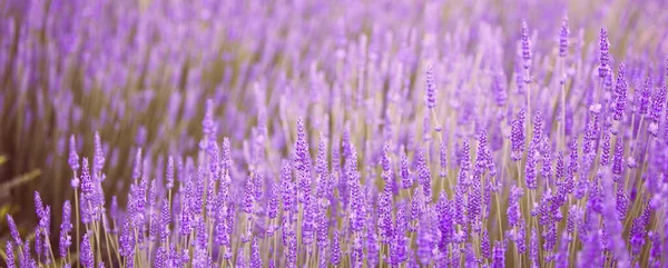 Panorama sunset over a lavender field. — Stock Photo, Image