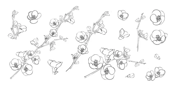 Eléments de design dessinés à la main collection fleurs sakura. — Image vectorielle