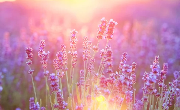 Blommande violett lavendel fält på solnedgången himlen. — Stockfoto