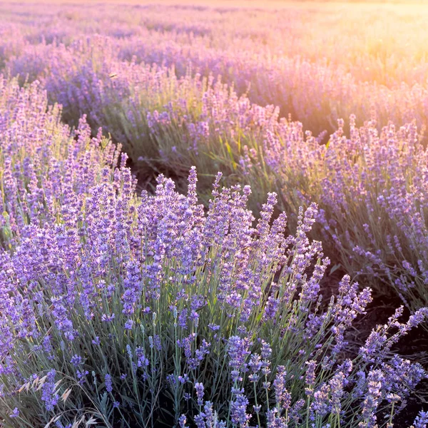 Blühendes violettes Lavendelfeld am Himmel bei Sonnenuntergang. — Stockfoto