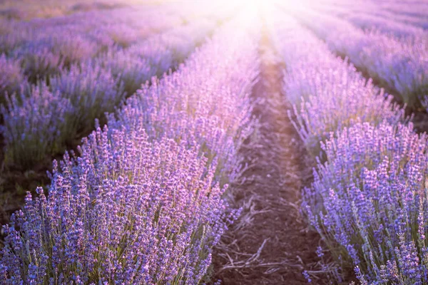 Blühendes violettes Lavendelfeld am Himmel bei Sonnenuntergang. — Stockfoto