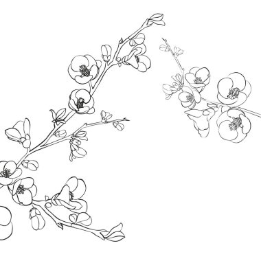 El çizimi elementler sakura çiçek koleksiyonu.