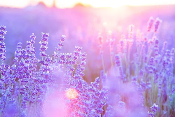 Campo de lavanda violeta floreciente en el cielo del atardecer. — Foto de Stock