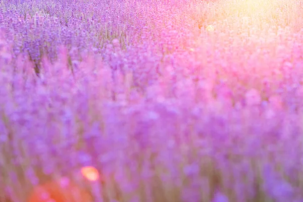 Blommande violett lavendel fält på solnedgången himlen. — Stockfoto