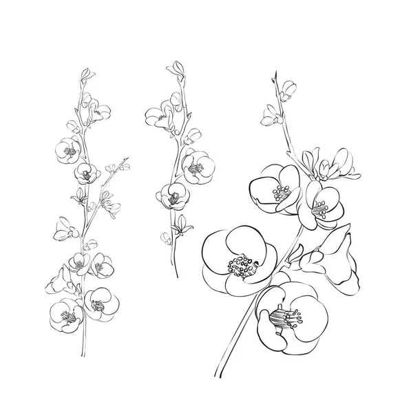 Handgezeichnete Gestaltungselemente Sakura Blumen Kollektion. — Stockvektor