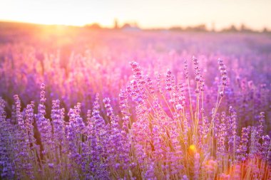 Gün batımında açan mor lavanta tarlası.