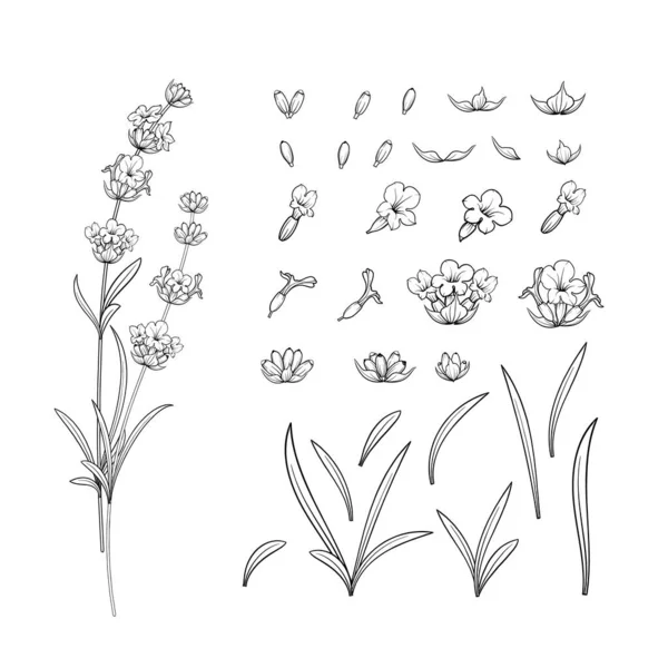Vektorová sbírka ručně kreslených levandulových květin. — Stockový vektor