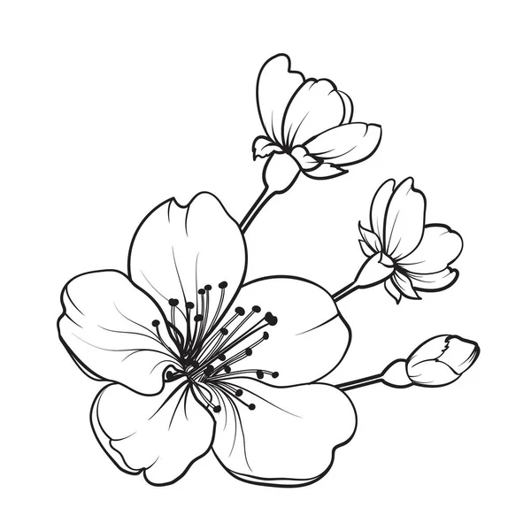 Elementos de diseño dibujado a mano colección flores sakura. — Vector de stock