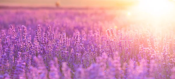 Blommande violett lavendel fält på solnedgången himlen. — Stockfoto