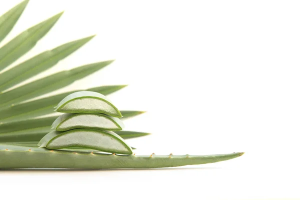 Aloe vera folhas e fatia em um fundo branco. — Fotografia de Stock