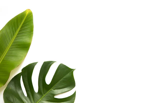 Tropisk bakgrund med palm monstera blad . — Stockfoto